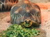Radiata, elegans, sulcatas, greek and other land tortoises for sale.